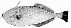 Famila Monacanthidae_Claves_04.jpg